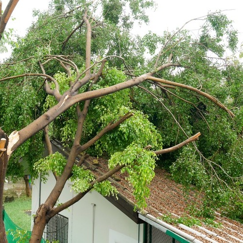 a fallen tree on a roof after a storm